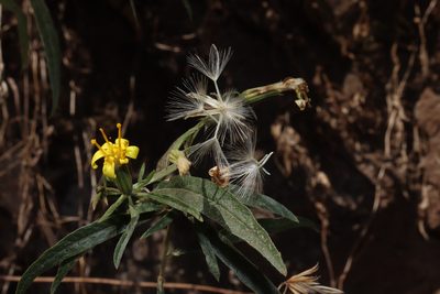 Trixis hyposericea, photographed by alejandrozab