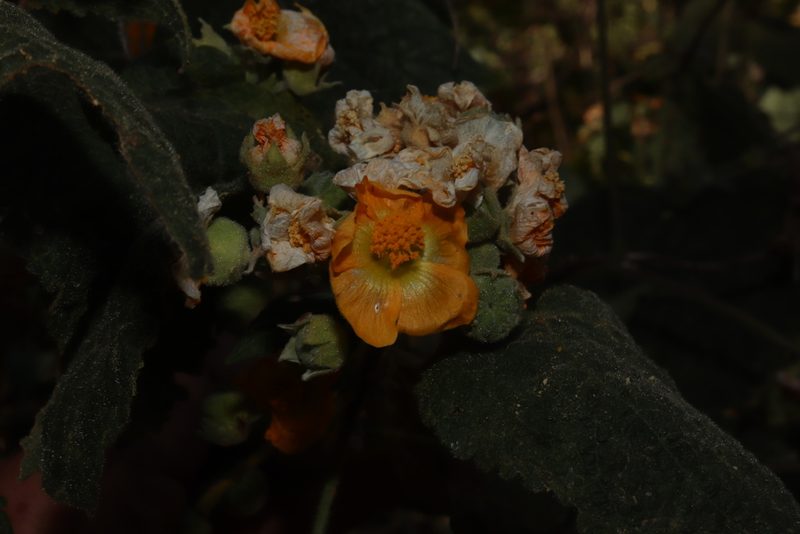 Pseudabutilon scabrum, photographed by alejandrozab
