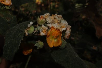 Pseudabutilon scabrum, photographed by alejandrozab