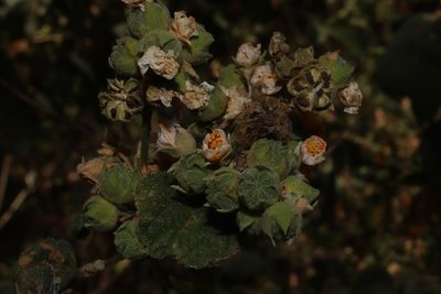 Pseudabutilon scabrum, photographed by alejandrozab