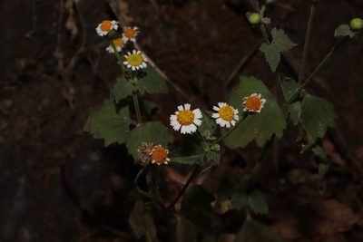 Perityle microglossa, photographed by alejandrozab