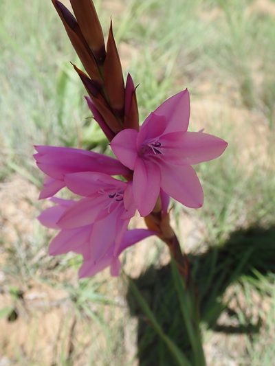 Watsonia lepida, photographed by Peter Warren