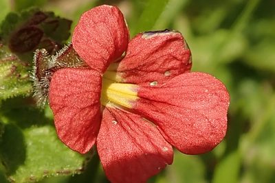 Jamesbrittenia breviflora, photographed by Peter Warren
