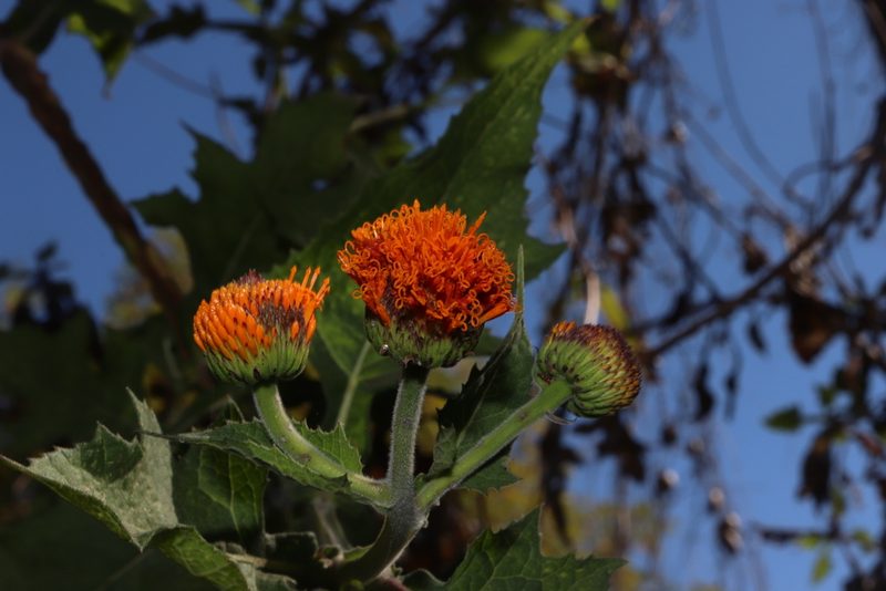 Verbesina crocata, photographed by alejandrozab