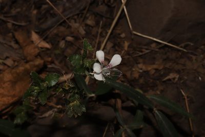 Loeselia amplectens, photographed by alejandrozab
