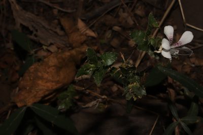 Loeselia amplectens, photographed by alejandrozab