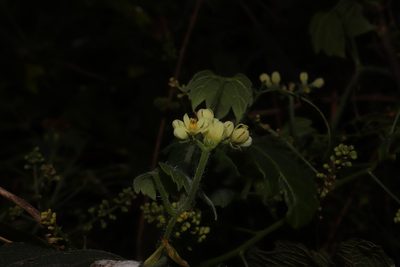 Gronovia scandens, photographed by alejandrozab