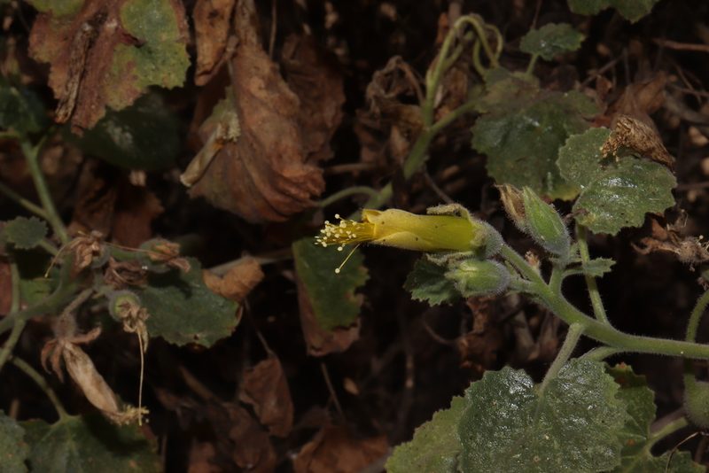 Eucnide hirta, photographed by alejandrozab