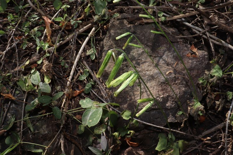 Carminatia tenuiflora, photographed by alejandrozab