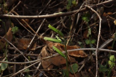 Carminatia tenuiflora, photographed by alejandrozab