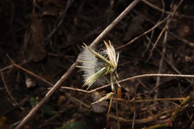 Carminatia tenuiflora, photographed by alejandrozab