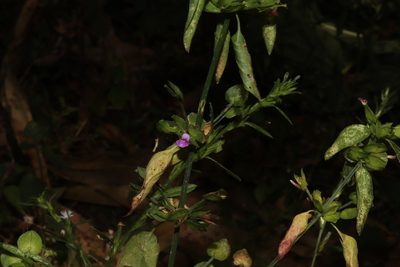 Dicliptera resupinata, photographed by alejandrozab