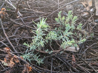 Suaeda taxifolia, photographed by Zack Abbey
