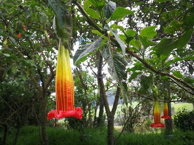 Brugmansia sanguinea, photographed by sandy-espinozaf