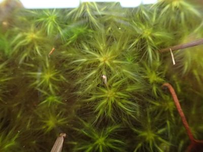 Sphagnum cuspidatum, photographed by George Greiff