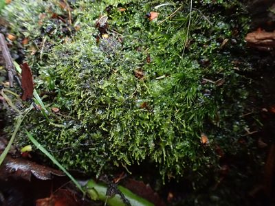 Asperifolia arguta, photographed by George Greiff