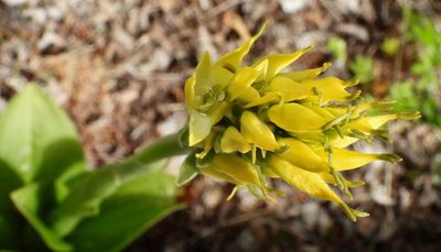 Gavilea lutea, photographed by desertnaturalist