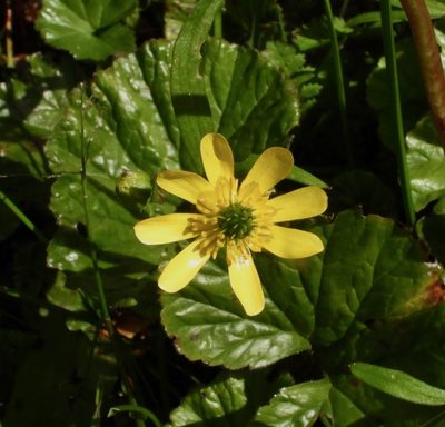 Ranunculus peduncularis, photographed by desertnaturalist