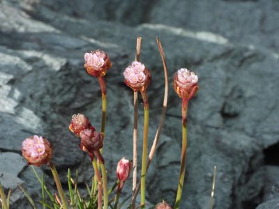 Armeria curvifolia, photographed by desertnaturalist