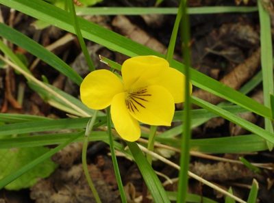 Viola magellanica, photographed by desertnaturalist