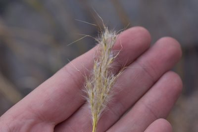 Bothriochloa barbinodis, photographed by Trystan Harpold