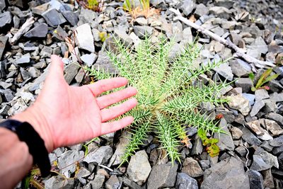 Ptilostemon afer, photographed by Jerry Cooper