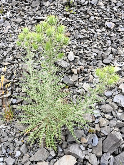 Ptilostemon afer, photographed by Jerry Cooper