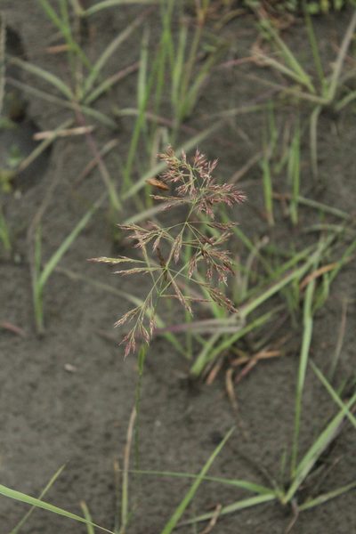 Calamagrostis pseudophragmites, photographed by Dmitriy Bochkov