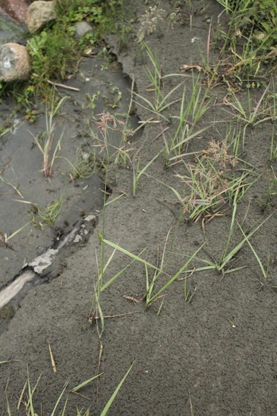 Calamagrostis pseudophragmites, photographed by Dmitriy Bochkov