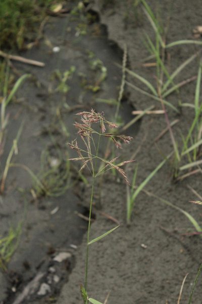 Calamagrostis pseudophragmites, photographed by Dmitriy Bochkov