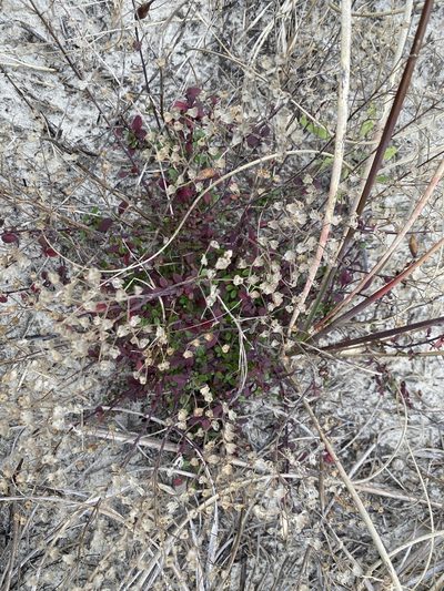 Trichostema nesophilum, photographed by Alan Weakley