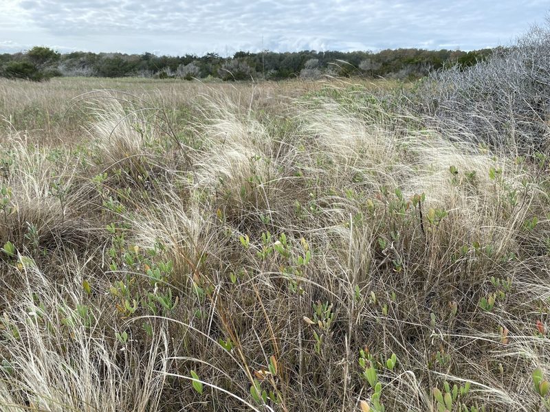 Muhlenbergia sericea, photographed by Alan Weakley