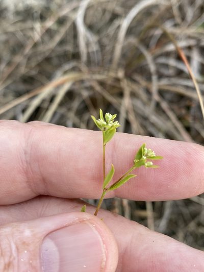 Paronychia baldwinii, photographed by Alan Weakley