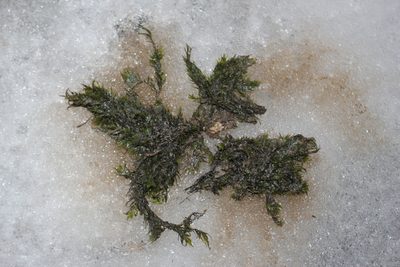 Fissidens fontanus, photographed by Quinten Wiegersma