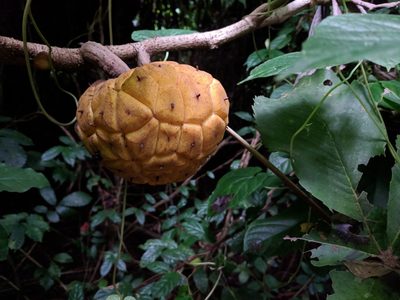 Myrianthus arboreus, photographed by Elliot Kulakow