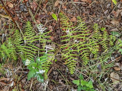 Pteridium caudatum, photographed by José Garrido