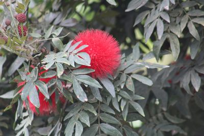 Calliandra haematocephala, photographed by GERMAN LEONEL SARMIENTO CRUZ