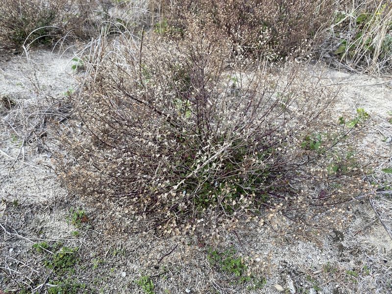 Trichostema nesophilum, photographed by Alan Weakley
