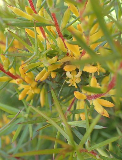 Persoonia juniperina, photographed by corunastylis