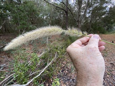 Setaria magna, photographed by Alan Weakley