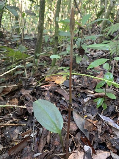 Eltroplectris calcarata, photographed by Brandon Corder