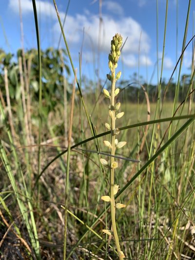 Aletris bracteata, photographed by Brandon Corder