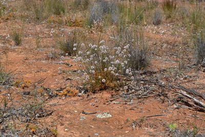 Ptilotus schwartzii, photographed by T. Hammer