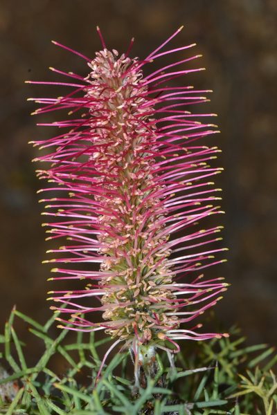Grevillea paradoxa, photographed by T. Hammer