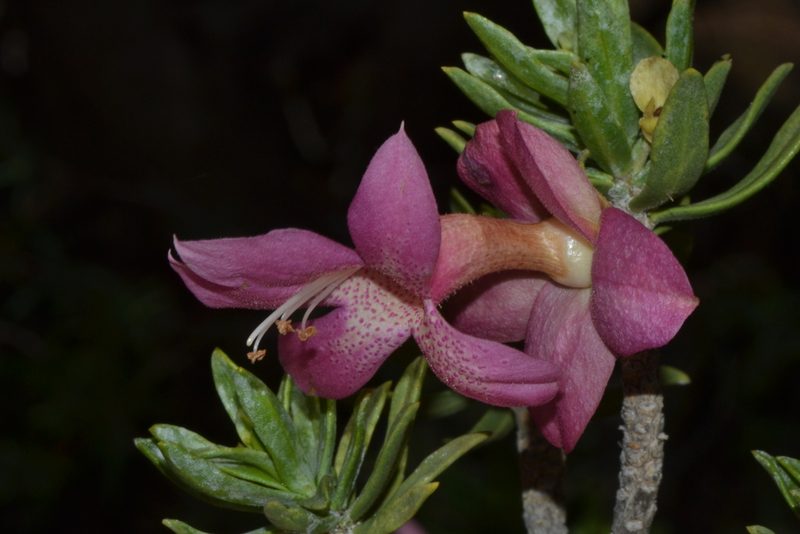 Eremophila miniata, photographed by T. Hammer