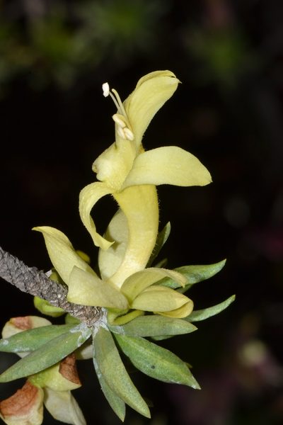 Eremophila miniata, photographed by T. Hammer