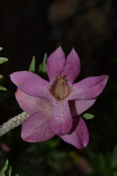Eremophila miniata, photographed by T. Hammer