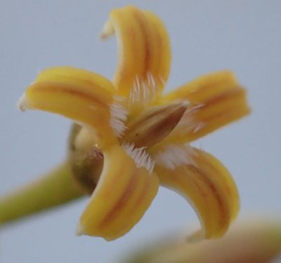 Parsonsia brownii, photographed by corunastylis