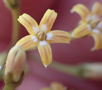 Parsonsia brownii, photographed by corunastylis