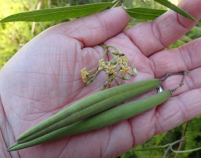 Parsonsia brownii, photographed by corunastylis